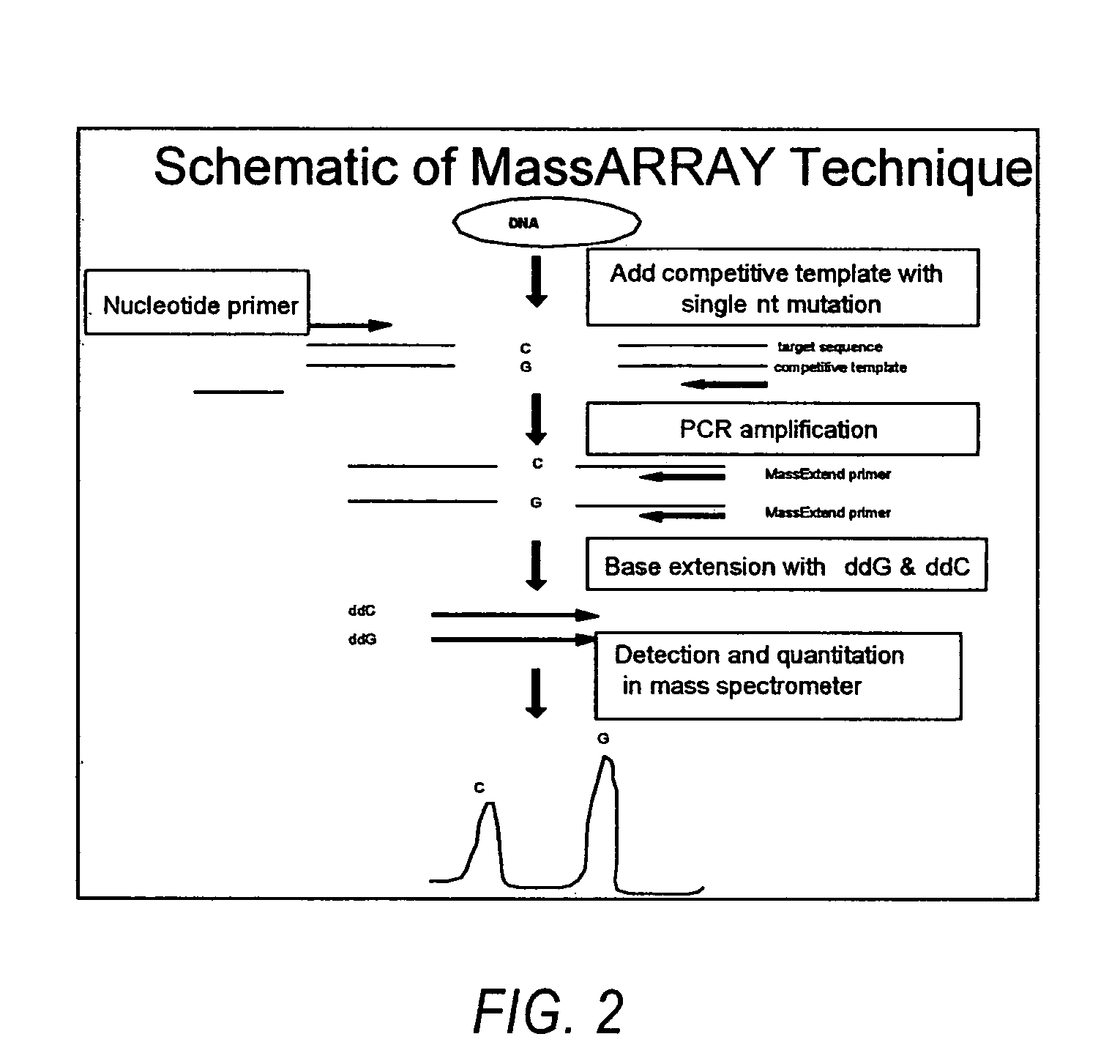 Systems, methods , and compositions for detection of human papilloma virus in biological samples