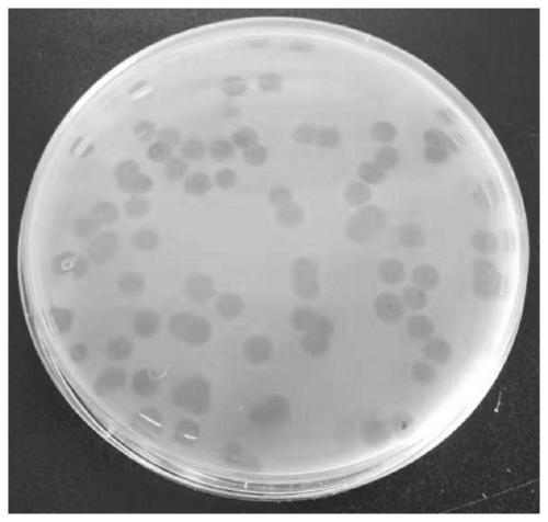 Escherichia coli bacteriophage composition and application thereof