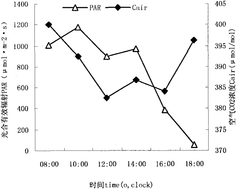 Method for improving photosynthetic capacity of tall fescue by adopting saline soil filled waste crumb rubber