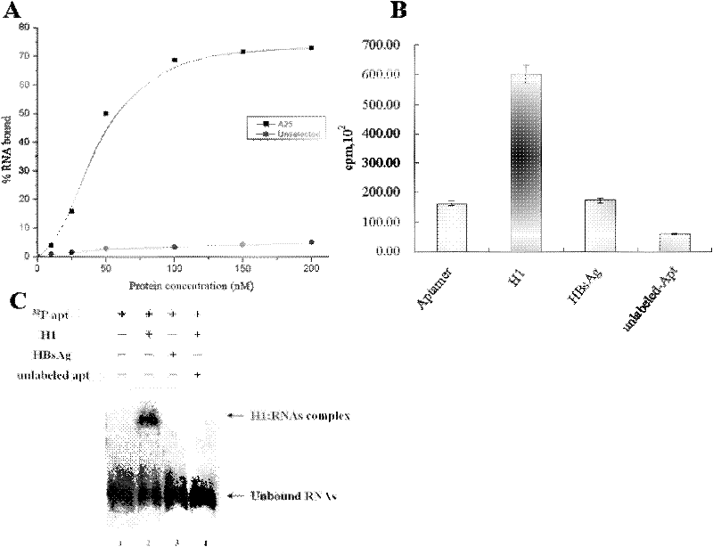 RNA aptamer of targeting hepatocyte and nucleotide sequence thereof