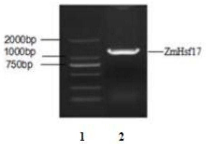 Antioxidant function of corn heat shock transcription factor gene ZmHsf17 encoding protein and application thereof