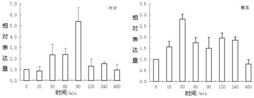Antioxidant function of corn heat shock transcription factor gene ZmHsf17 encoding protein and application thereof