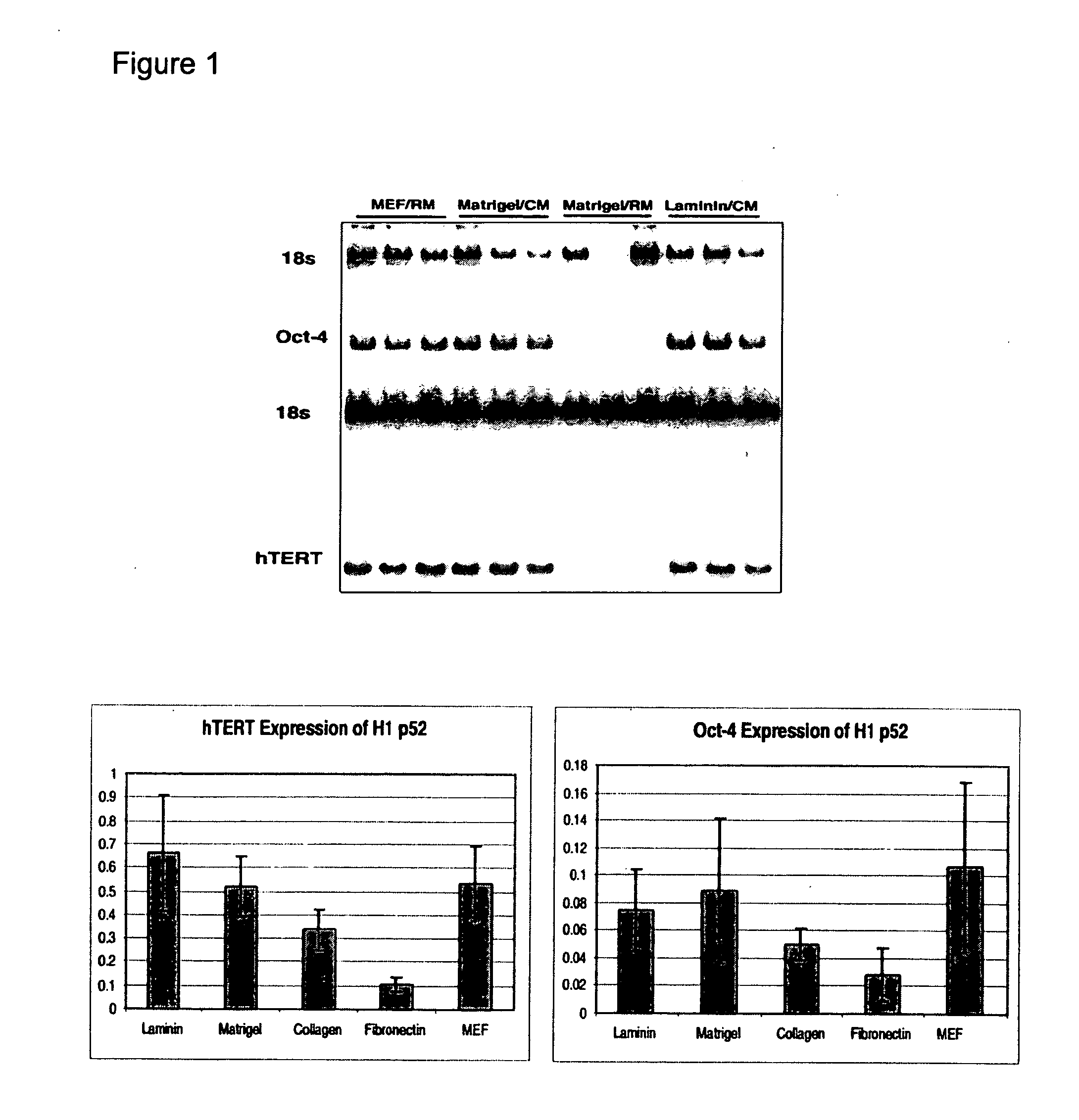 Differentiated cells suitable for human therapy