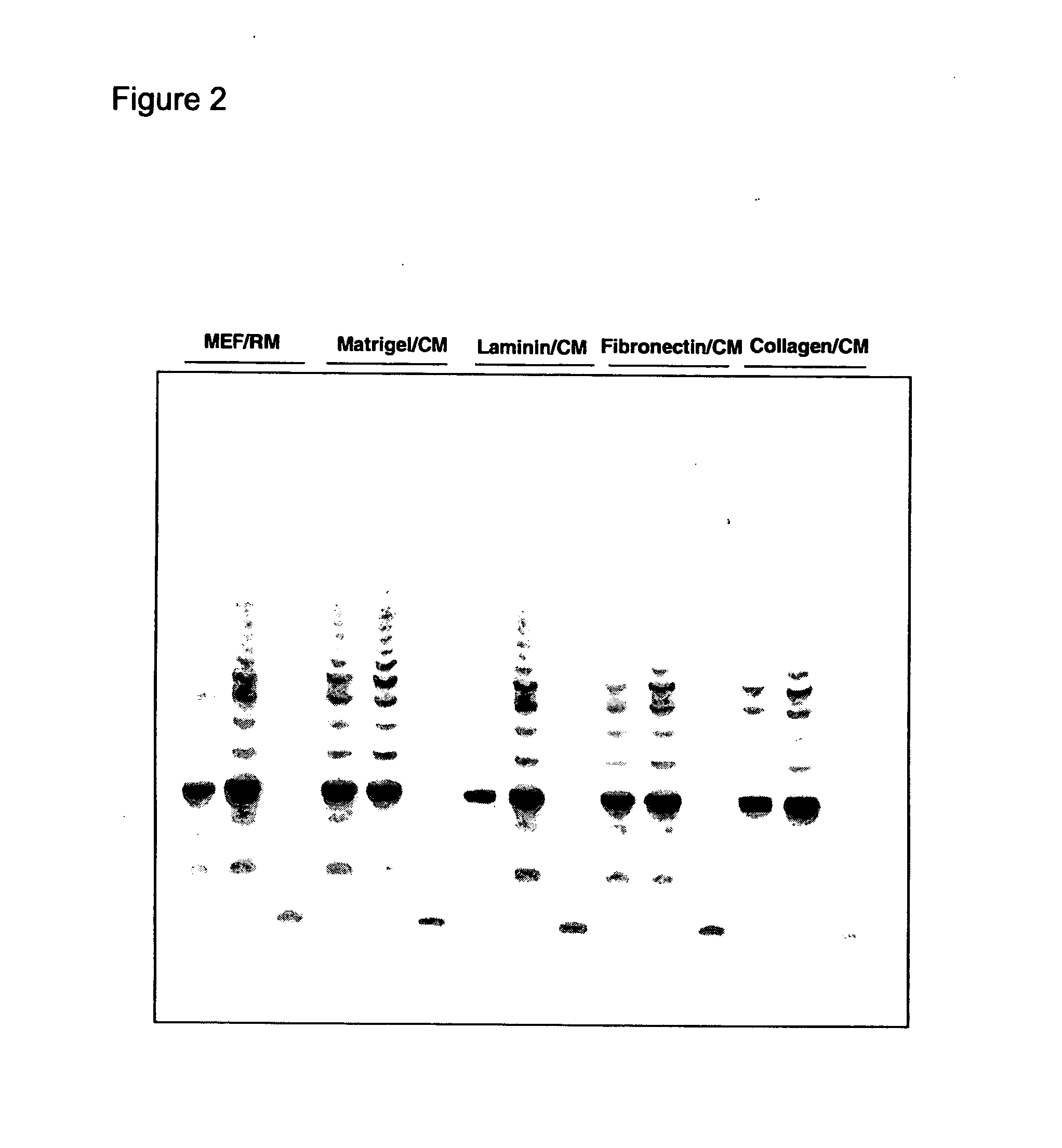 Differentiated cells suitable for human therapy