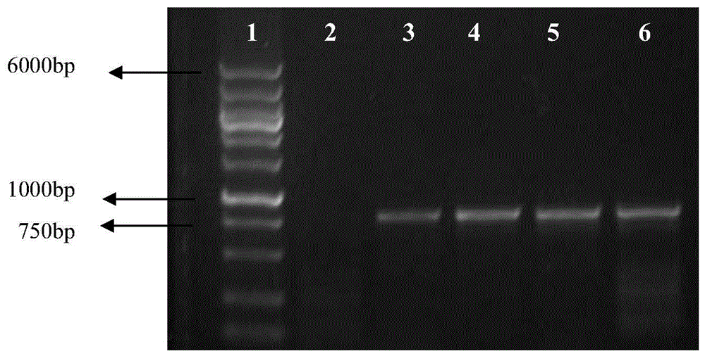 hpv18 E6 and E7 fusion gene mutants and related biological materials and encoded proteins