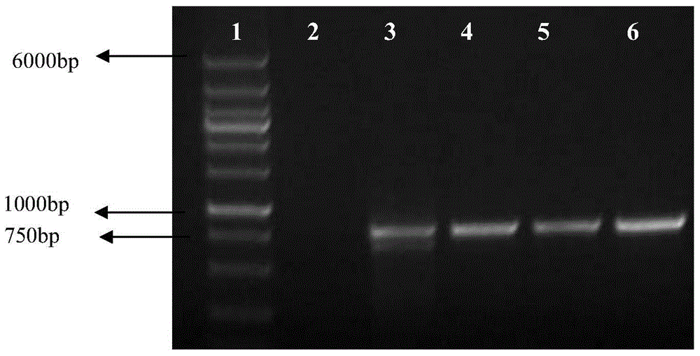 hpv18 E6 and E7 fusion gene mutants and related biological materials and encoded proteins