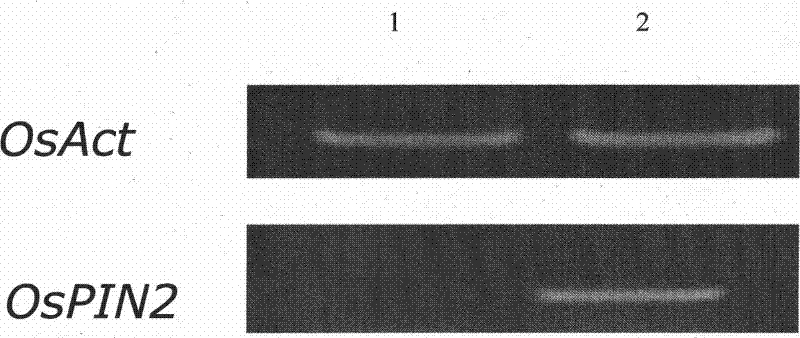 Gene engineering application of rice auxin transport protein gene OsPIN2