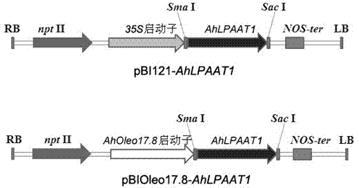A peanut lysophosphatidic acid acyltransferase gene and its application