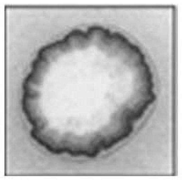 Method for rapidly preparing organic fertilizer