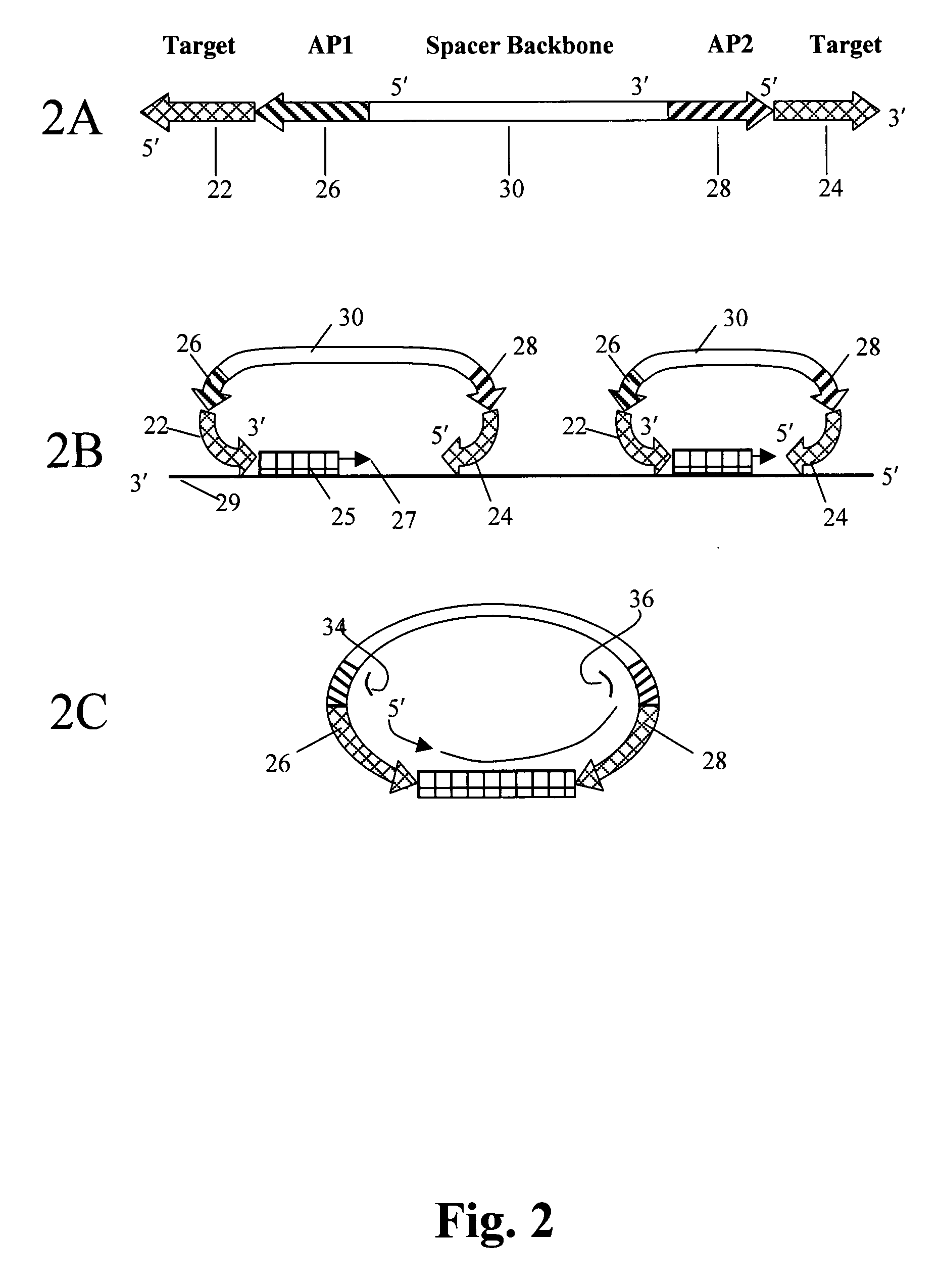 Method to produce single stranded DNA of defined length and sequence and DNA probes produced thereby