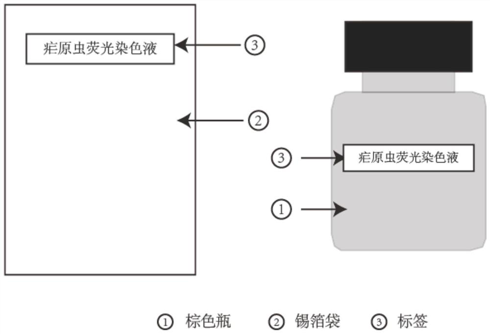 Fluorescent staining method for plasmodium detection