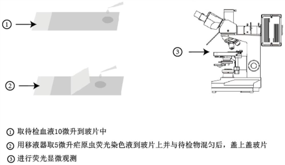 Fluorescent staining method for plasmodium detection