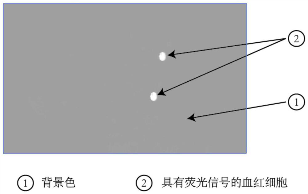 Fluorescent staining method for plasmodium detection