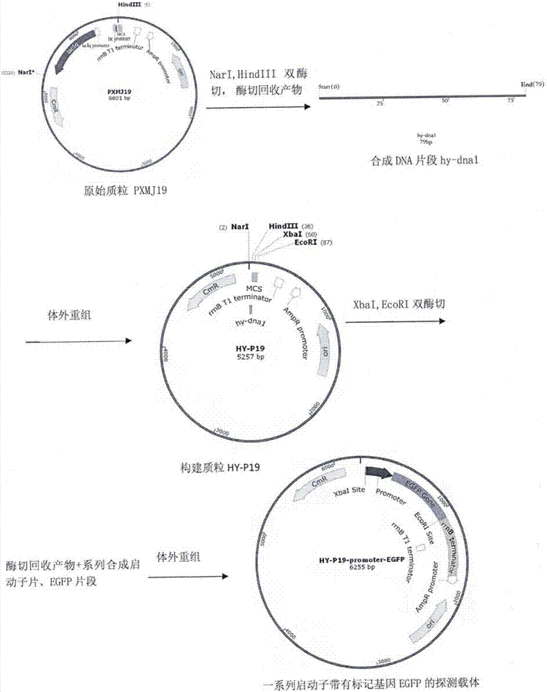Corynebacterium constitutive expression vector promoter, expression vector containing promoter and lrp gene
