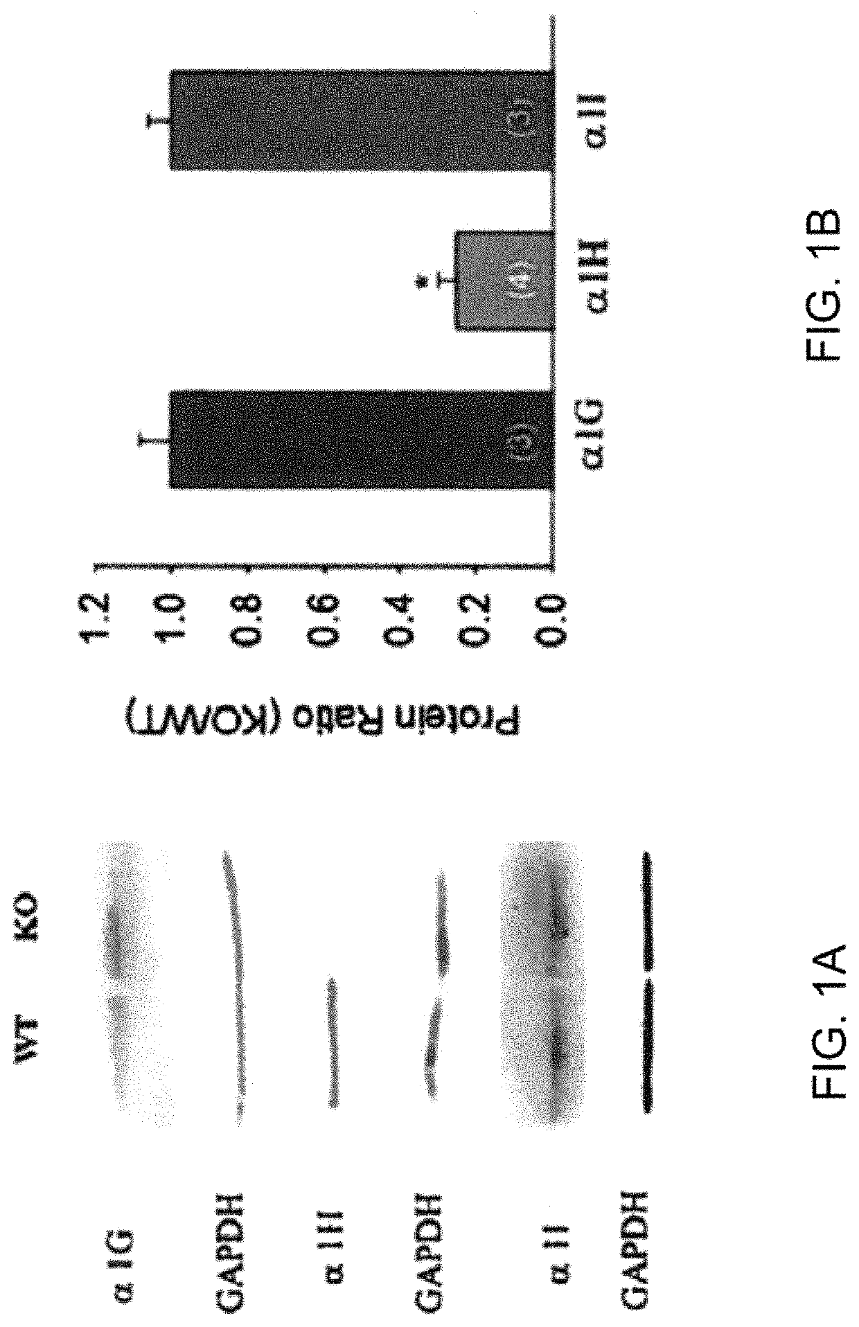 Methods for modulating KLHL1 levels, methods for modulating current activity in T-type calcium channels, molecules therefor, and methods for identifying molecules therefor