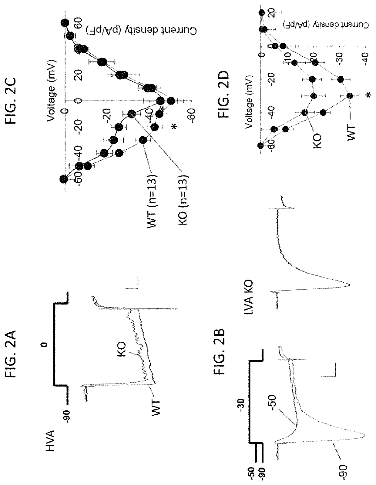 Methods for modulating KLHL1 levels, methods for modulating current activity in T-type calcium channels, molecules therefor, and methods for identifying molecules therefor