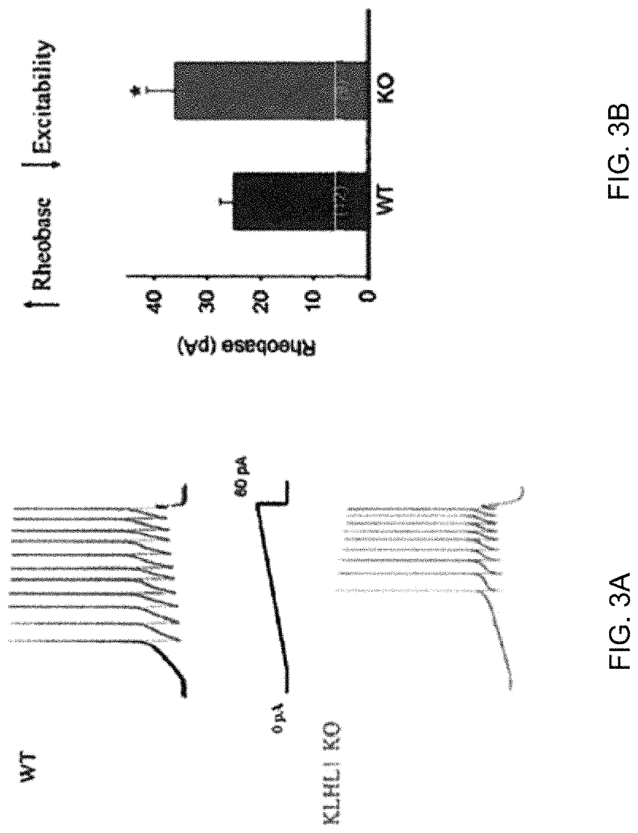 Methods for modulating KLHL1 levels, methods for modulating current activity in T-type calcium channels, molecules therefor, and methods for identifying molecules therefor