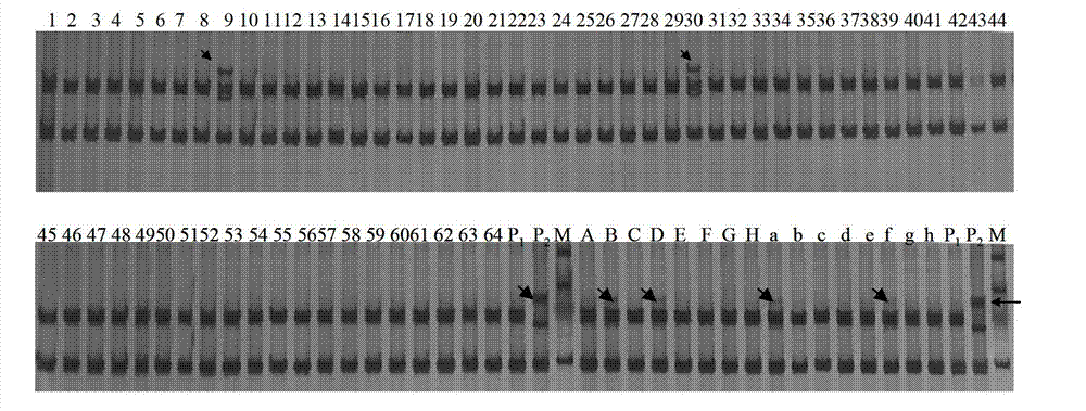 Method for fast detecting low-frequency exogenous chromosome fragments of genes with SSR markers