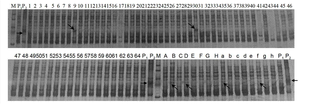Method for fast detecting low-frequency exogenous chromosome fragments of genes with SSR markers
