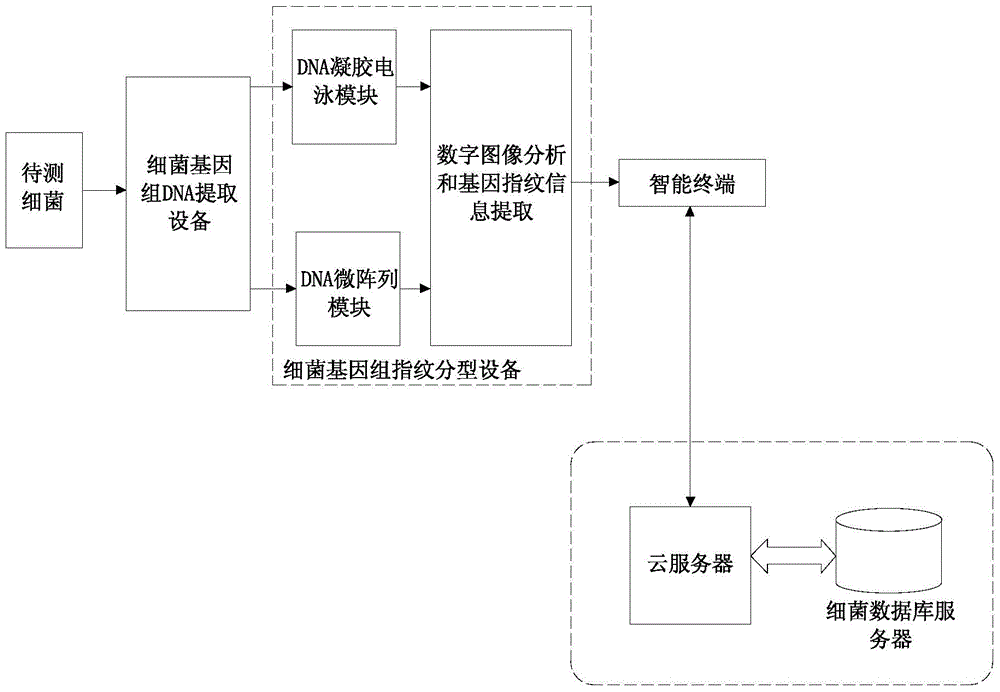 Bacterial drug resistance quick projection system and method