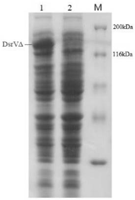 Heat-resistant dextran sucrase mutant as well as a preparation method and application thereof