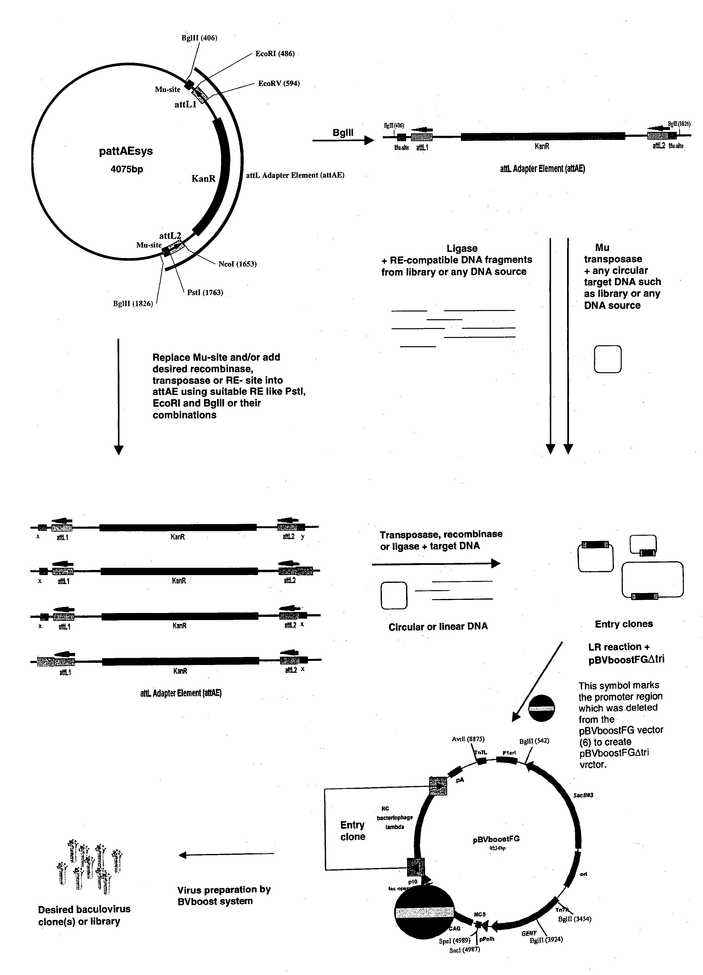 Baculovirus-Based Gene Libraries