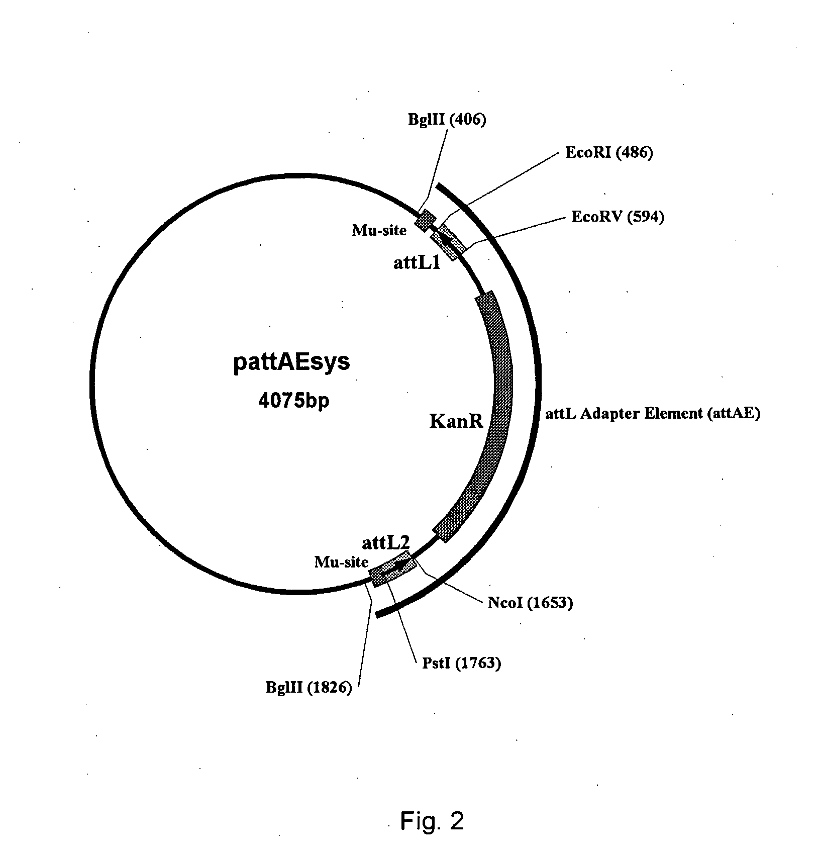 Baculovirus-Based Gene Libraries