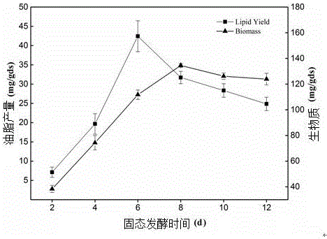 Efficient oil-producing filamentous fungus mucor circinelloides Q-531 and application thereof