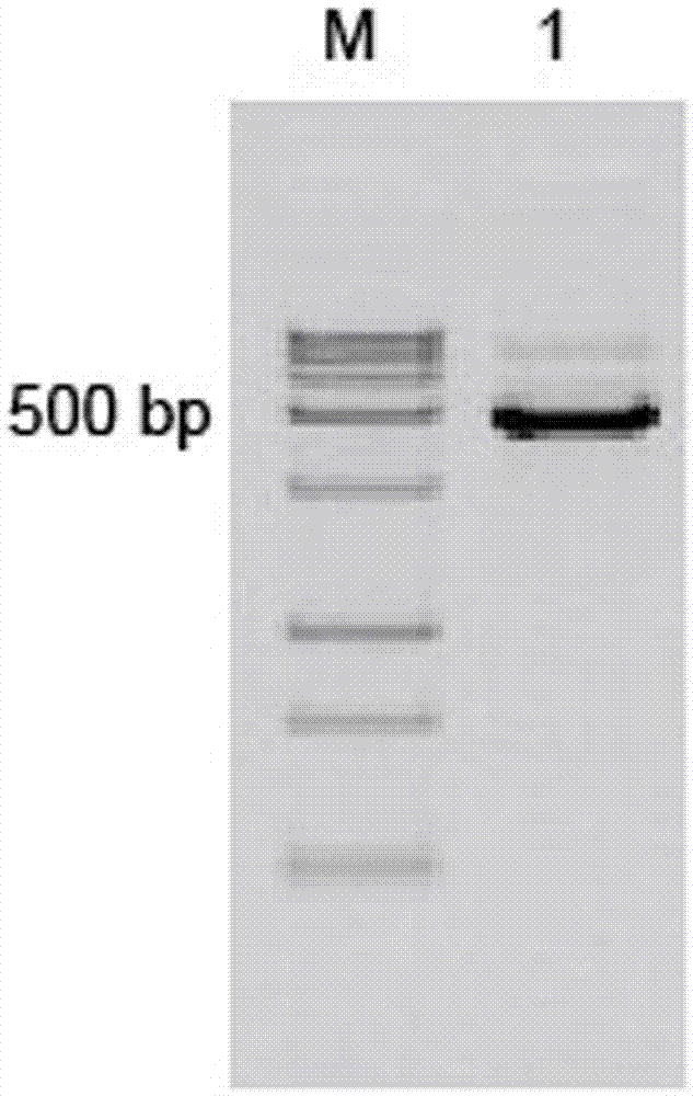 Transient expression vector carrying NtRBSC1 gene