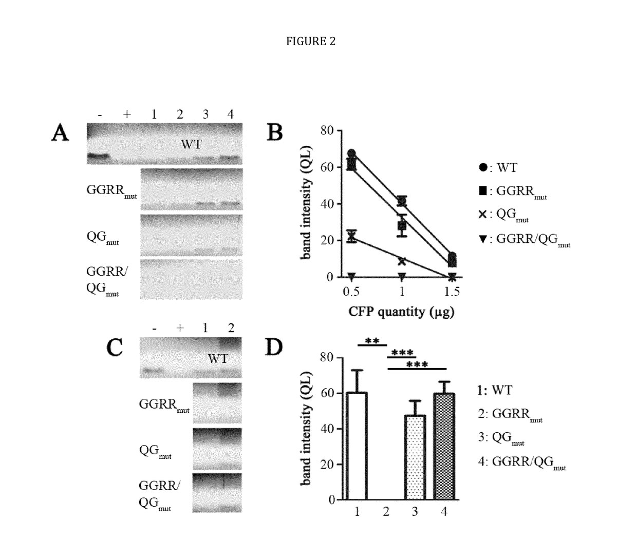 Human cytolytic fusion proteins