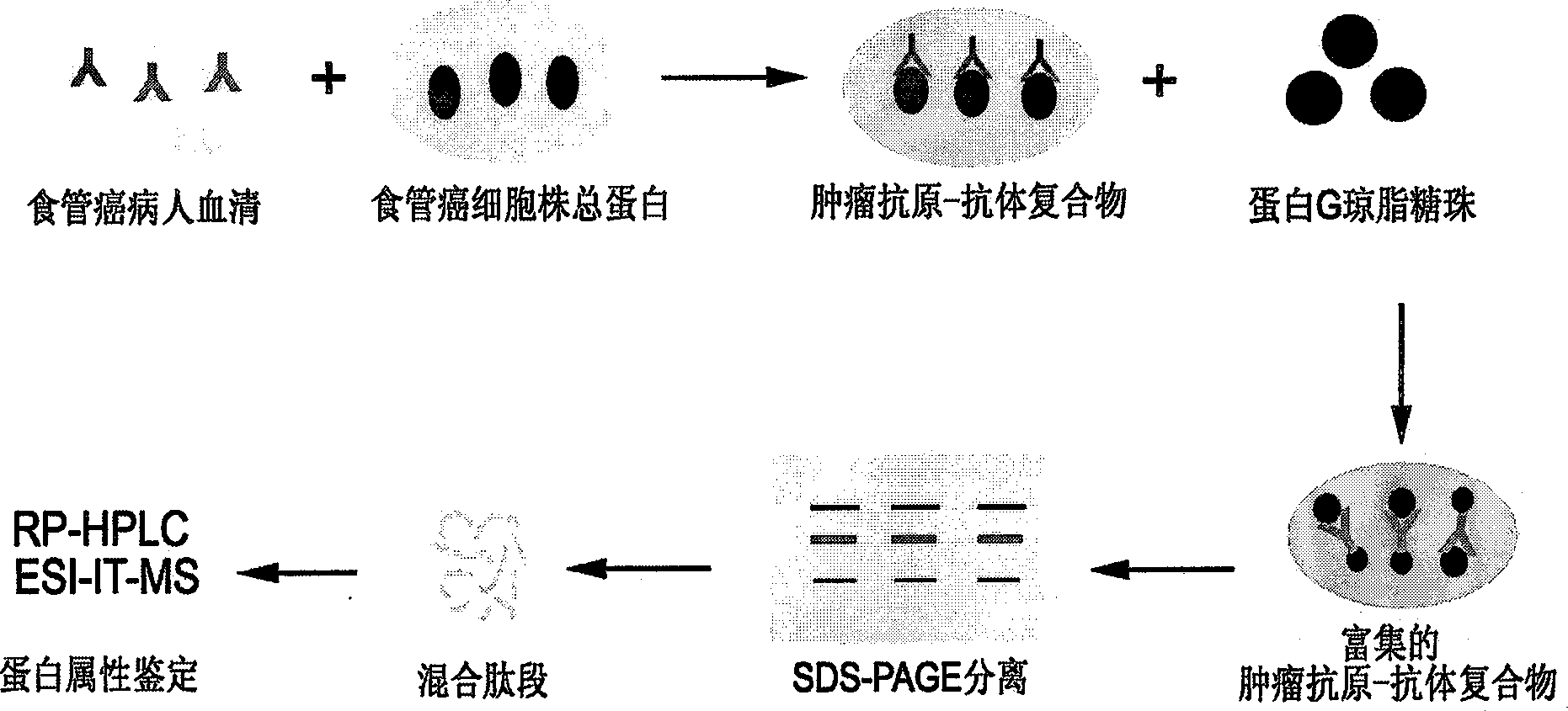 Method for detecting id marks related to tumor in blood serum from patient of oesophagus cancer