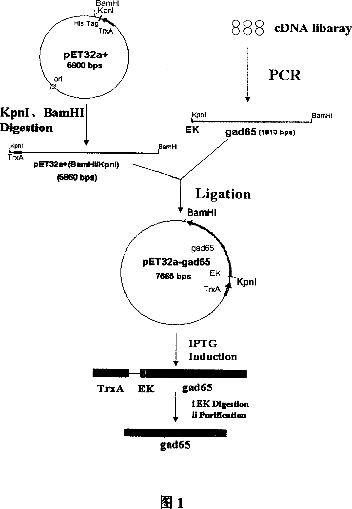 Gene engineering bacterium, preparation and use thereof