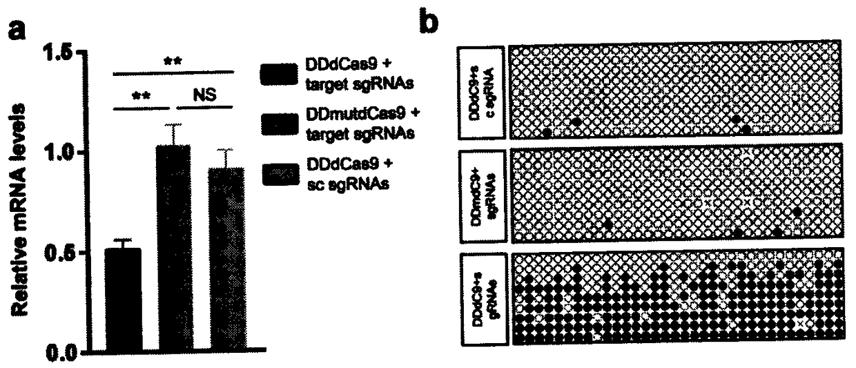 Method for constructing mouse model with autistic spectrum disorder