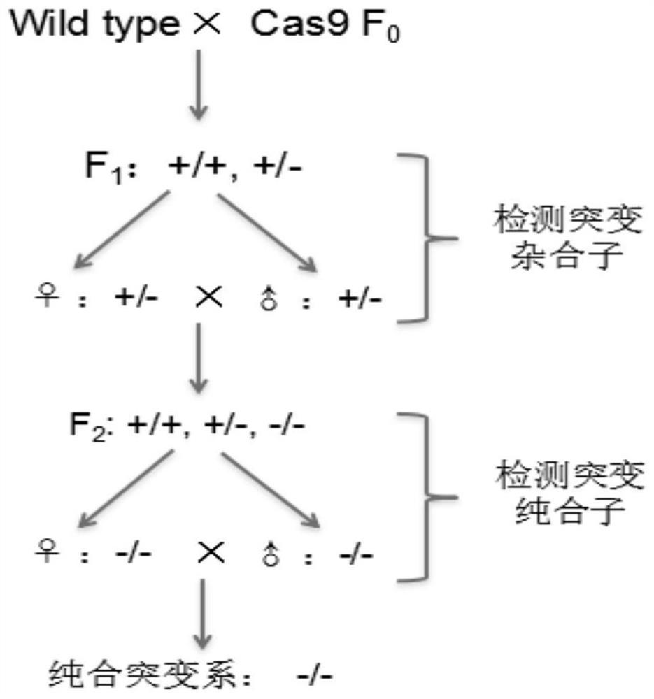 Method for cultivating new variety of normal-development intermuscular-bone-free fish