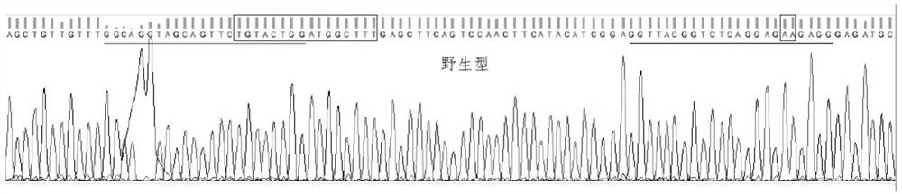 Method for cultivating new variety of normal-development intermuscular-bone-free fish