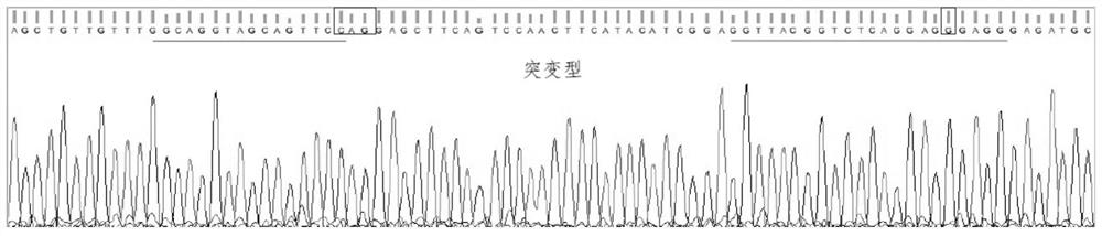 Method for cultivating new variety of normal-development intermuscular-bone-free fish