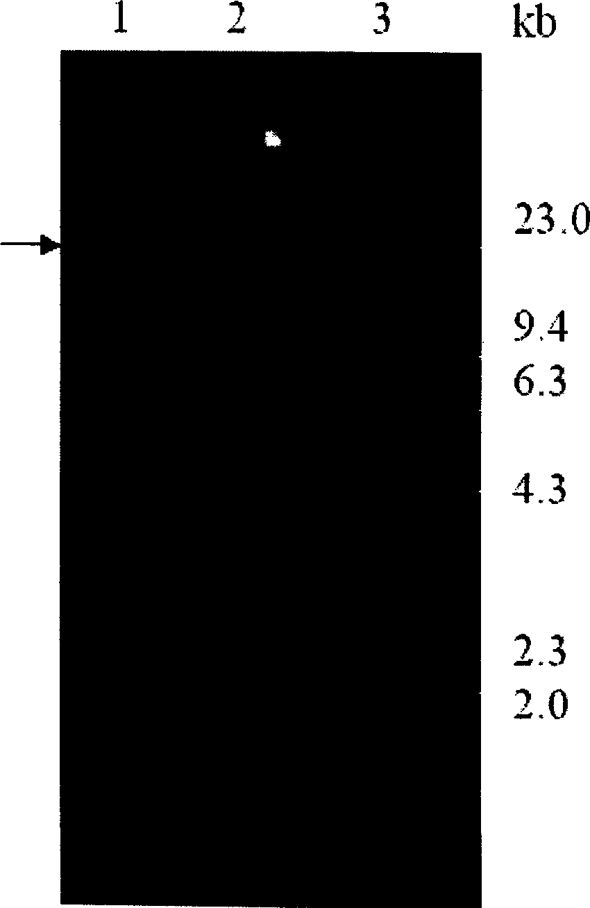 Trombolysis agent KGD - prourokinase chimaera, preparing process and application thereof