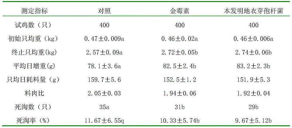 Bacillus licheniformis for replacing antibiotic feed additive and application of Bacillus licheniformis