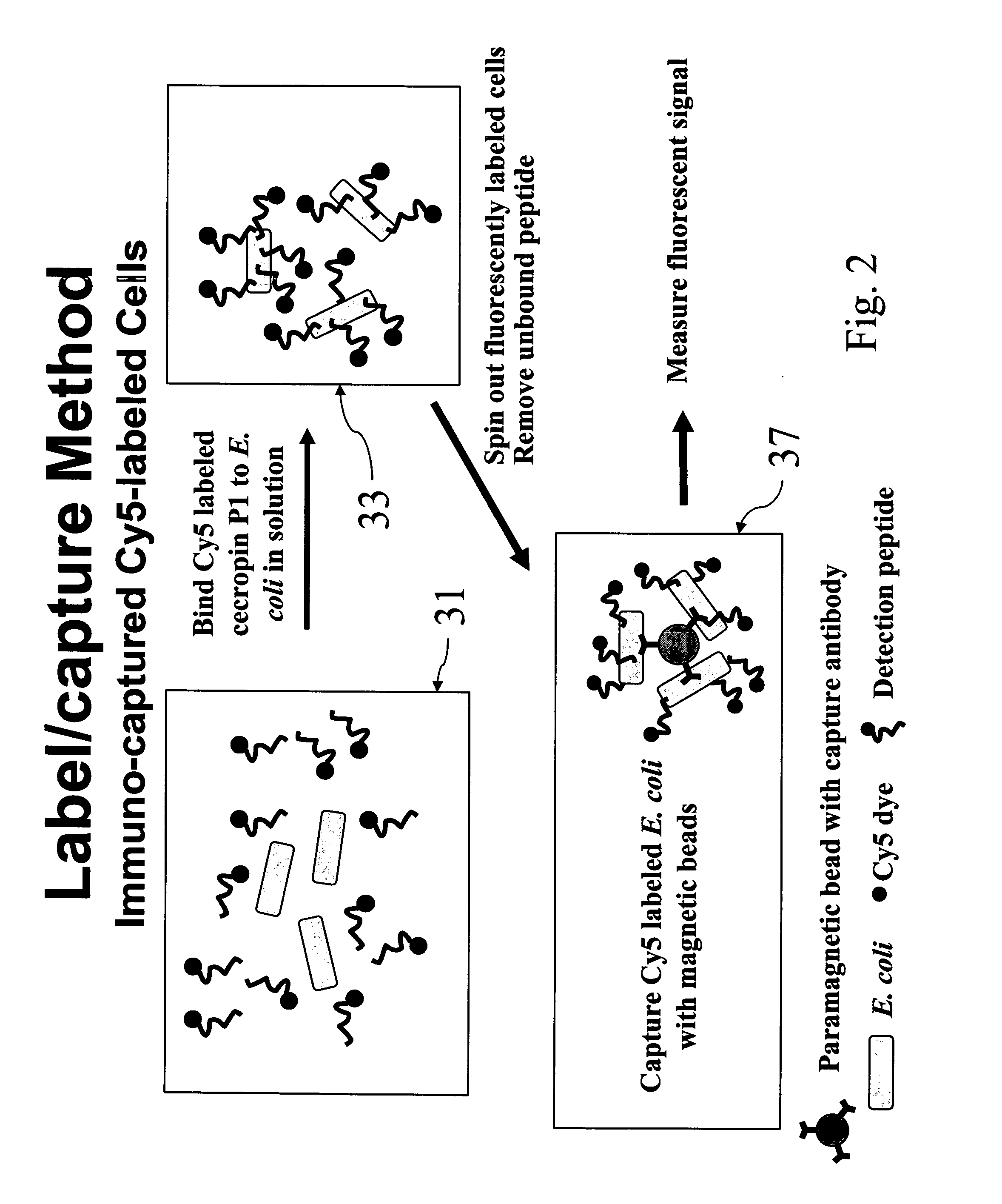 Labeled antimicrobial peptides and method of using the same to detect microorganisms of interest