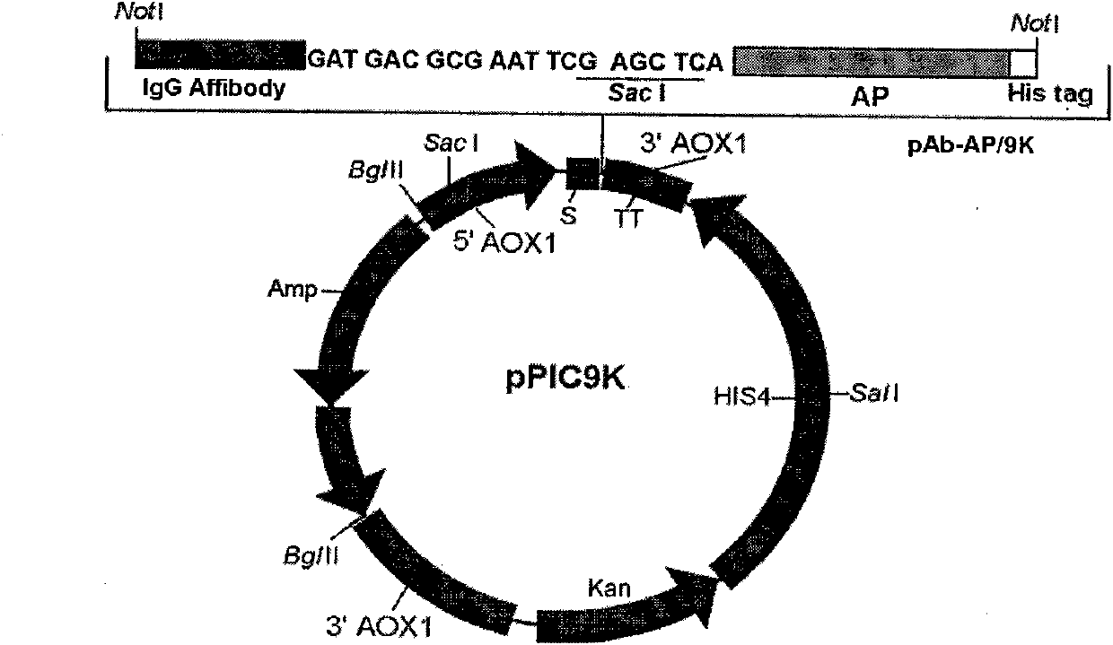 IgG antibody affinity peptide-alkaline phosphatase fusion protein