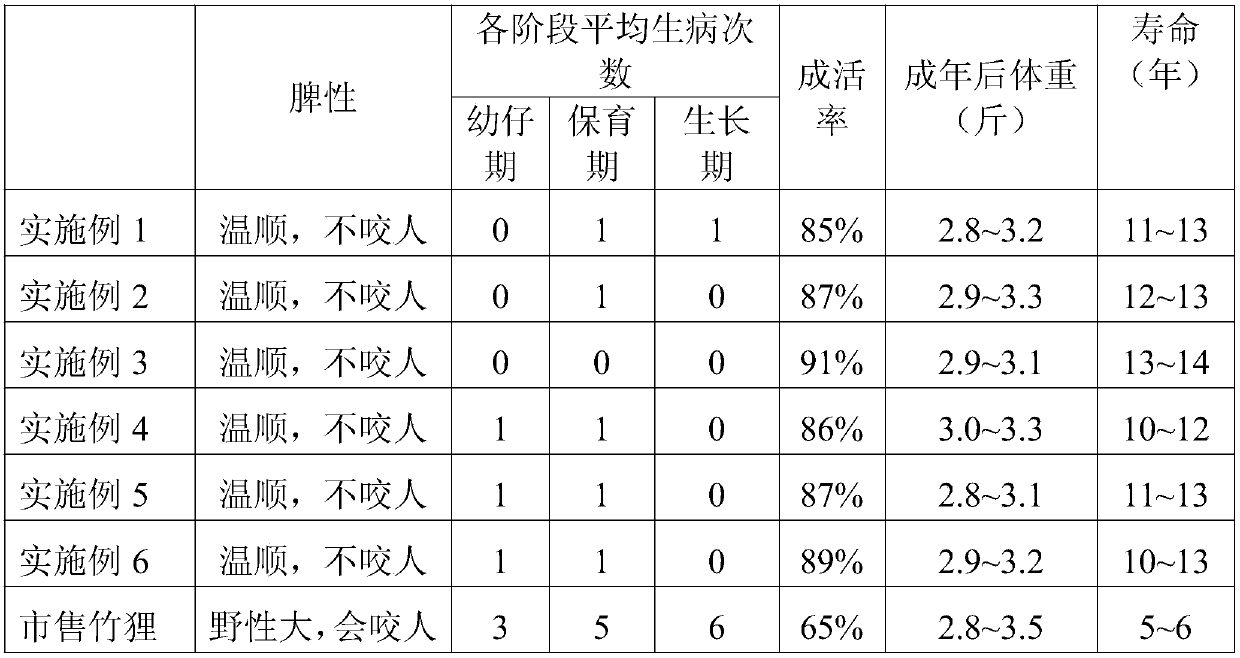 Domesticating method for cultivating pet bamboo rats