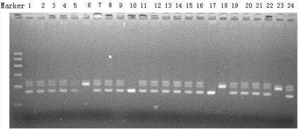 Method for efficiently and quickly extracting crop genome DNA (DeoxyriboNucleic Acid)