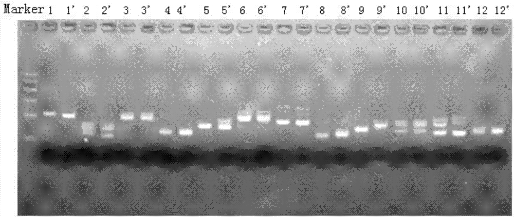 Method for efficiently and quickly extracting crop genome DNA (DeoxyriboNucleic Acid)