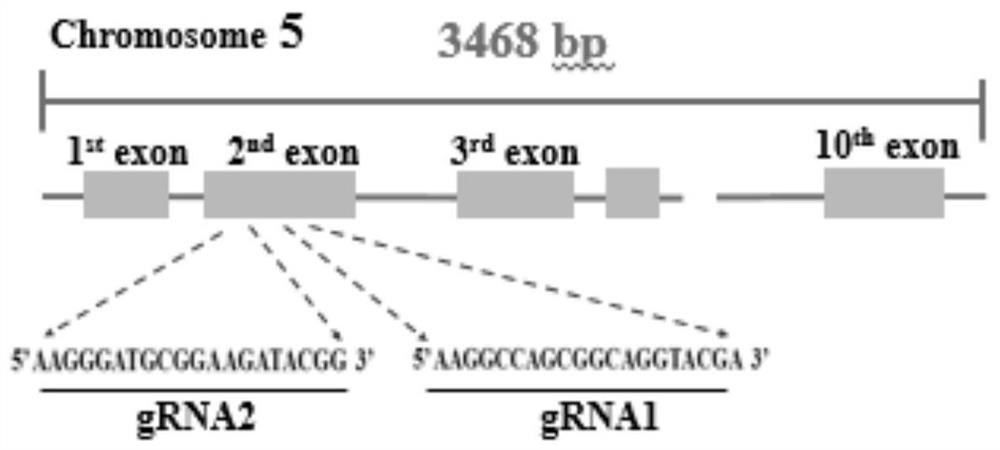 Method for targeted knockout of chicken irf7 gene and its application in vaccine preparation