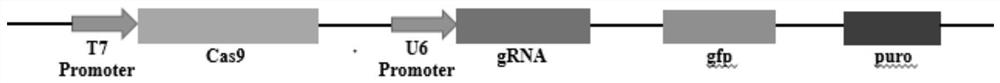 Method for targeted knockout of chicken irf7 gene and its application in vaccine preparation