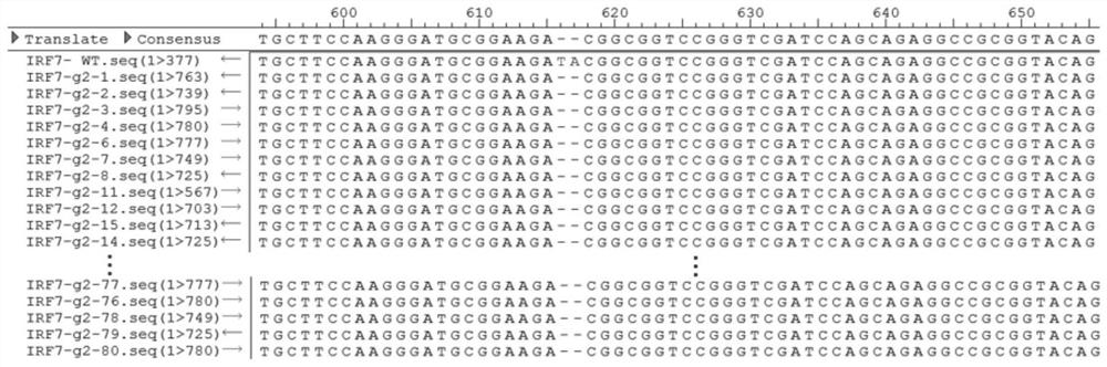 Method for targeted knockout of chicken irf7 gene and its application in vaccine preparation