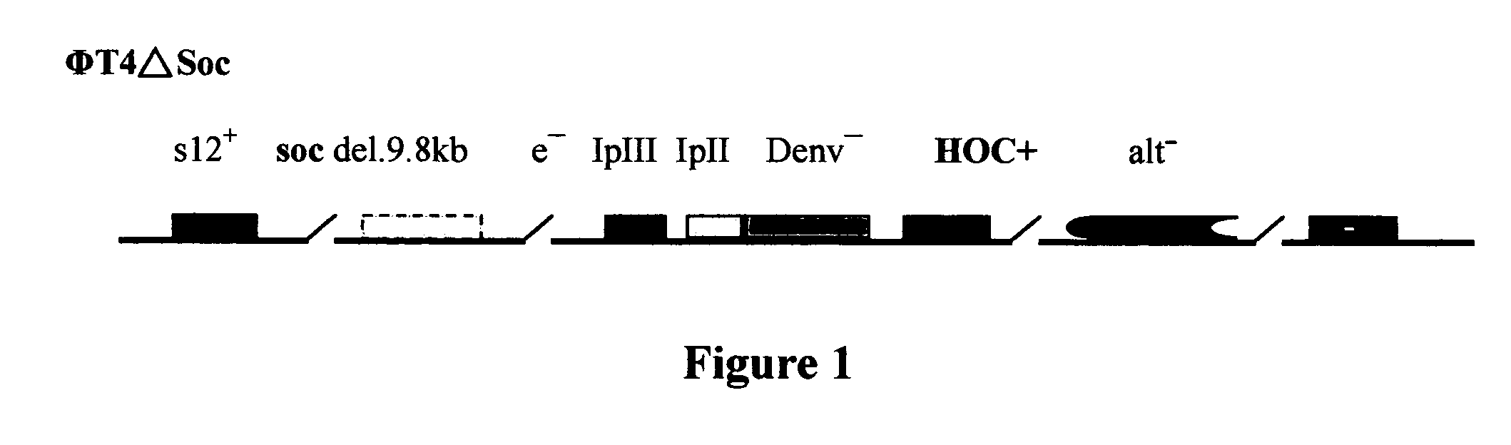 Novel recombinant T4 phage particle and uses thereof