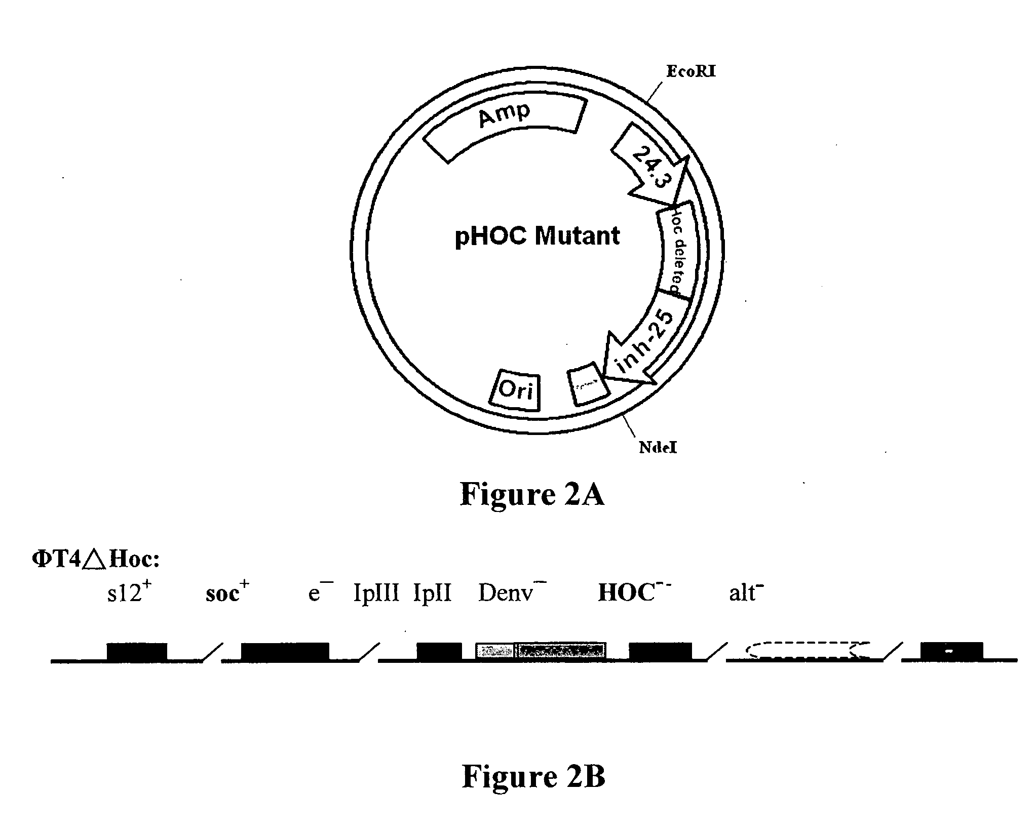 Novel recombinant T4 phage particle and uses thereof