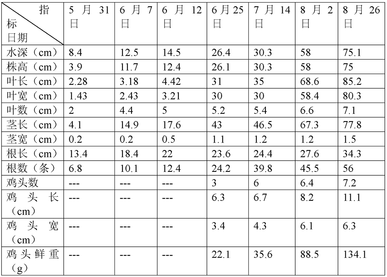 Cold area wet land gorgon fruit seed germinating and efficient seedling planting method