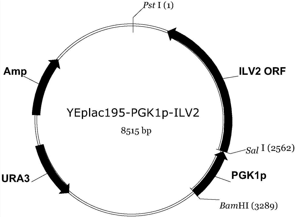 Construction method of saccharomyces cerevisiae strain with high yield of isobutanol